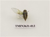 藏品(草蟬)的圖片